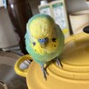 ピノ吉