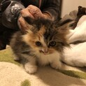 生後1,2ヶ月程度の仔猫です。