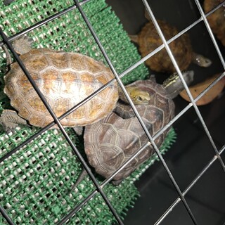 ニホンイシガメ、クサガメの里親さんになって下さい