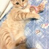 アマ