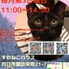 艶やかな黒猫の可愛いマキマキちゃん サムネイル7