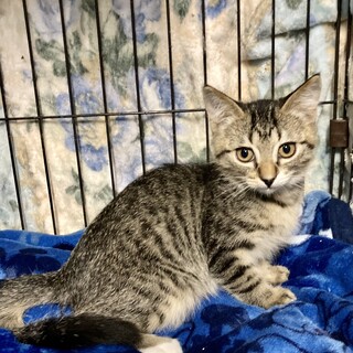 いつだってマイペース、とっても飼いやすい。カイくん