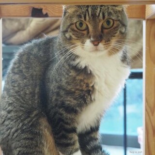 白足袋をはいた女の子　 忍(にん)ちゃん