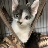 元気な3兄弟。子猫時代って密なので！翼くん2ヶ月 サムネイル1