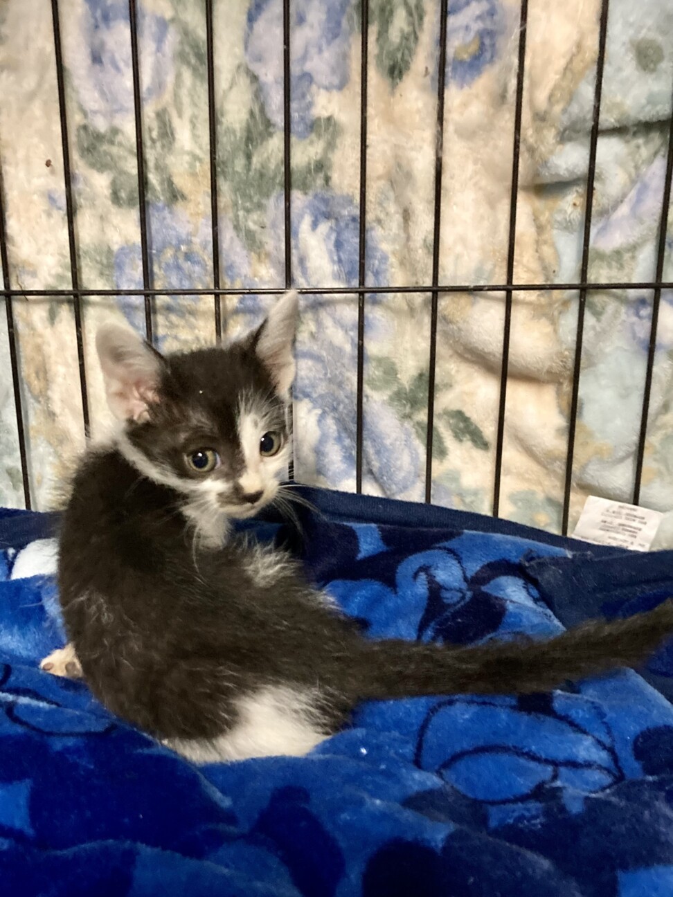 元気な3兄弟。子猫時代って密なので！翼くん2ヶ月 サムネイル5