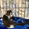 元気な3兄弟。子猫時代って密なので！翼くん2ヶ月 サムネイル5