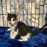 元気な3兄弟。子猫時代って密なので！翼くん2ヶ月 サムネイル7