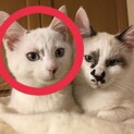 ブルーアイが綺麗な美猫姉妹♡ヴェルちゃん