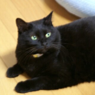 大らかな性格でニャンコとも上手に付き合えるリリ