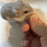 めるchan