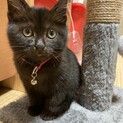 長毛ふわふわ薄黒猫♂のおっとり子猫ちゃん