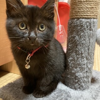 長毛ふわふわ薄黒猫♂のおっとり子猫ちゃん