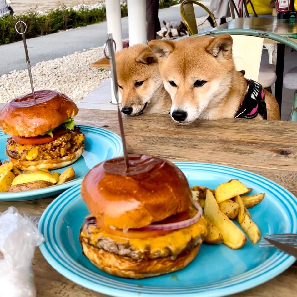 おもちのカバー写真