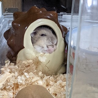 ブルーサファイアハムスター