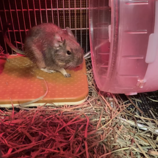 元気なデグーのアケウくん⭐︎