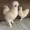 そーすけたろー