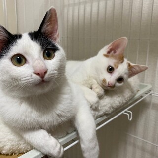 仔猫兄妹里親急募！！