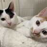 仔猫兄妹里親急募！！ サムネイル2