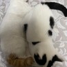 仔猫兄妹里親急募！！ サムネイル3