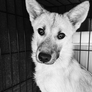 野犬の子　綺麗なシェパmix風