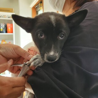 ビビりな甘えん坊