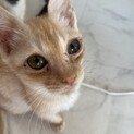 生死をさまよった茶トラくん。