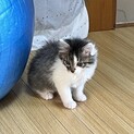生後2-3ヶ月　子猫　ふわふわ男の子
