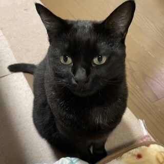 臆病な黒猫です。