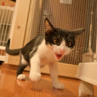 賢くていい子さん！おもちゃも大好き♡【こん】