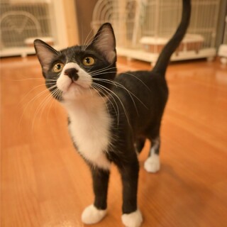  抱っこ大好きな甘えん坊さん！【とま】