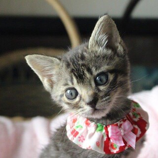 大きな目の愛らしいときちゃん