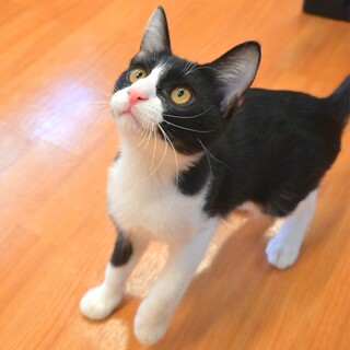 ※面談中 甘えん坊で抱っこ大好き！♡【きゅう】