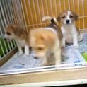ビーグル系雑種