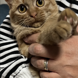 珍しい茶トラの女の子♡しっぽの長いネルちゃん