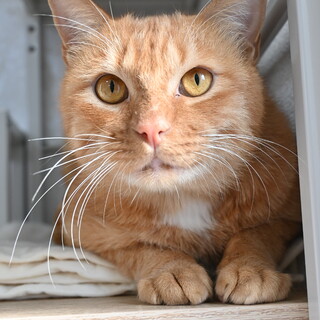 トッポギ：人間が大好きで猫は苦手。