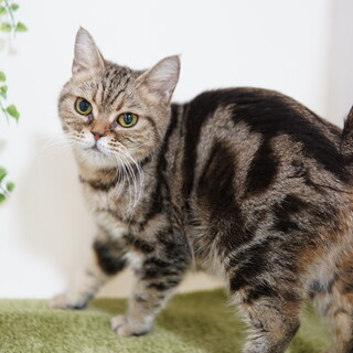 おっとり★アメショー★大切にして下さる方