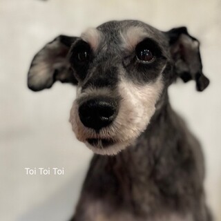 陽気なシュナ、ボブの家族を募集します。