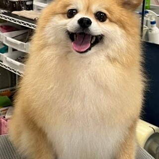 ダイエットも順調なポメ、ラテの家族を募集します。