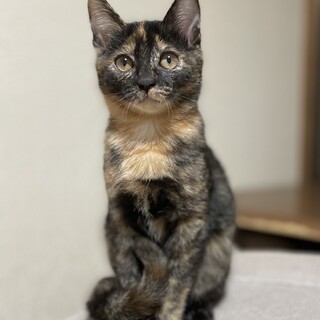 可愛いお顔の黒サビ女の子☆梨子ちゃん