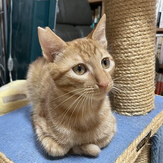 慣れ慣れ甘えんぼ！茶トラ柿本くん