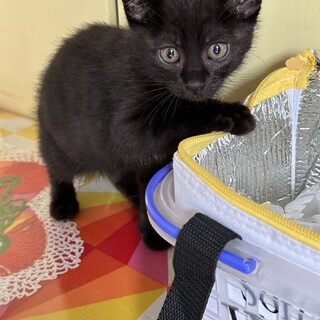 9月19日に産まれた元気いっぱい子猫ちゃん黒