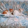育児放棄され宮城から来た萩くん サムネイル7