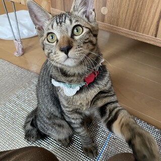 見た目とギャップ！甘えん坊フック