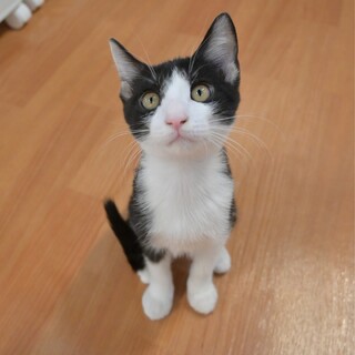 控えめ男子♡他の猫さんの観察が好き⁉️【かぼ】