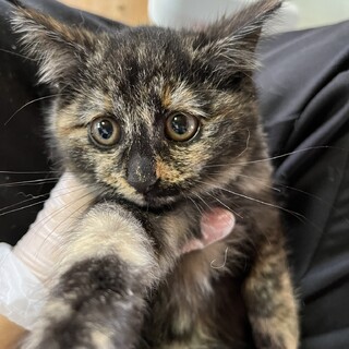 ありがとうございました★ふわふわサビ猫　京子ちゃん