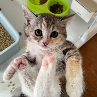 ありがとうございました★パステルミケのみどりちゃん