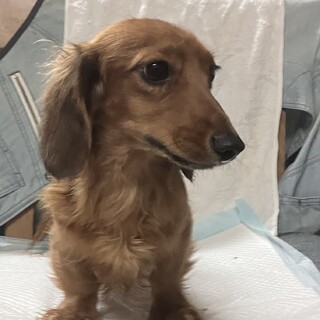 1歳のダックス里親緊急募集