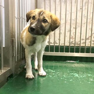 温かいおうちの子になれますように