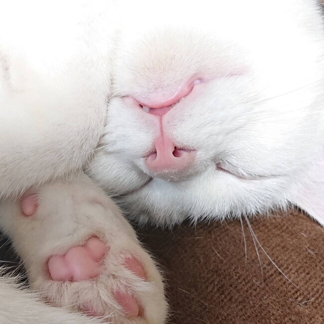 もゆぞーのカバー写真