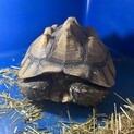 ケヅメリクガメの里親様募集です。